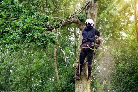 affordable tree removal area